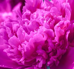 Fototapeta premium peonies