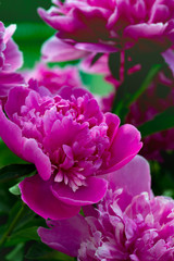 peonies