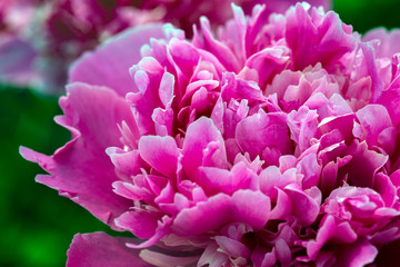 peonies