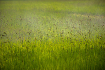 rice in the farm, rice background