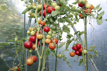 Red tomatoes in a greenhouse