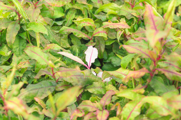 White leaves are different from the other green leaves to see prominent.