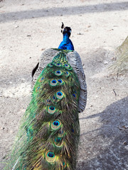 Obraz premium Peacock male in Zoo