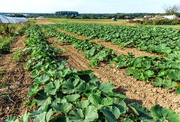 Fototapeta na wymiar Rows of growing zucchini (Cucurbita pepo) in field 