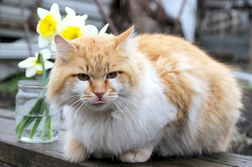 Red-headed cat. Pets
