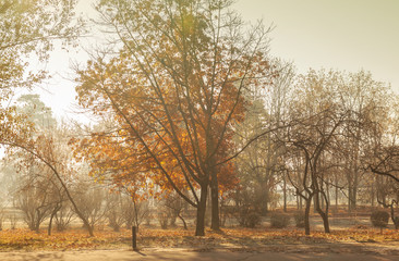 Fototapeta premium Fog in the morning in the park in Autumn in Kiev
