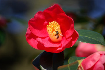 Abeille butinant un camélia rose au printemps au jardin