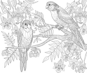 Parrots sit on a branch in the jungle, adult coloring book page. Doodle tropical birds vector illustration.