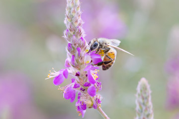 Honeybee on black dalea flower