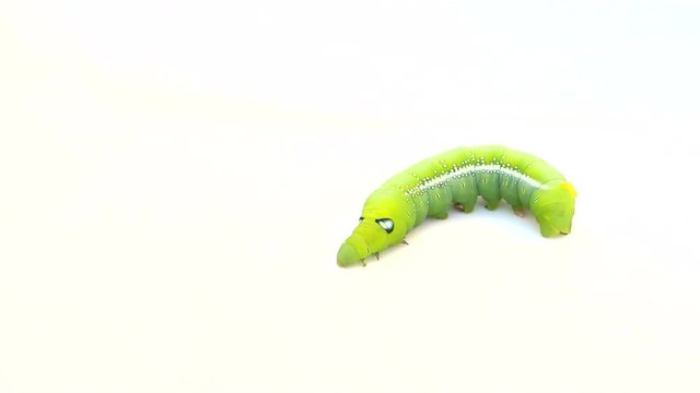 Caterpillar on isolated white