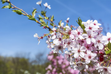 Spring almond blossoms, pink flowers on a blue sky background