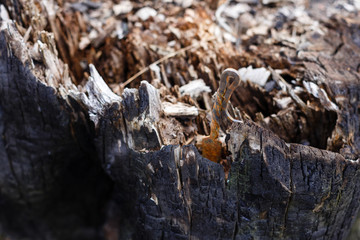 the charred end of a tree stump