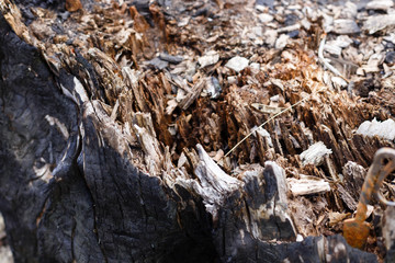 the charred end of a tree stump