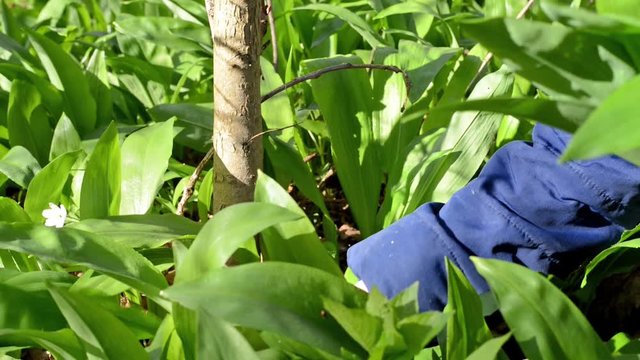 Picking wild garlic in the nature
