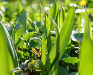 Green grass on the lawn closeup. Background texture Wallpaper