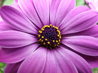 Close up of pink daisy