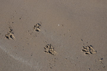 Dog traces