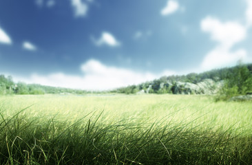 Fototapeta na wymiar sunny morning and field of grass