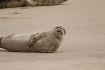 common seal