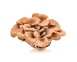 maitake mushrooms isolated on white background