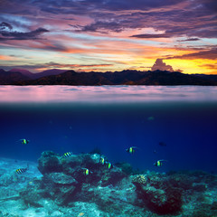 Fototapeta na wymiar School of fish in the tropical ocean on beautiful sunset splitted by waterline