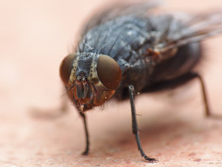 Fly macro on the ground