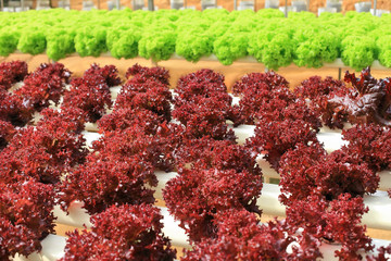 Organic lettuce cultivation farm