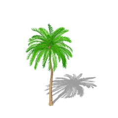 Fototapeta premium Palm tree. Isolated on white background. Cartoon style.