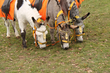 Three Donkeys Eating Grass Between Taking Rides.