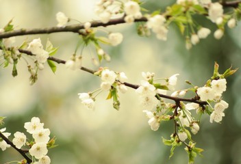 Weiße romantische Blüten im Frühling