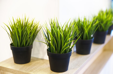 Decorative green grass house plants in pots on a wooden shelf