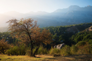 Obraz premium golden tree in the light of sunset