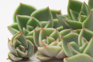 Young succulents (Echeveria Crassulaceae)
