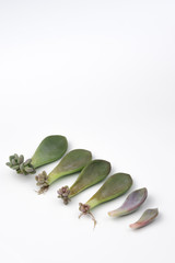 Baby plant and roots from succulent leaves