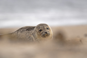 common seal