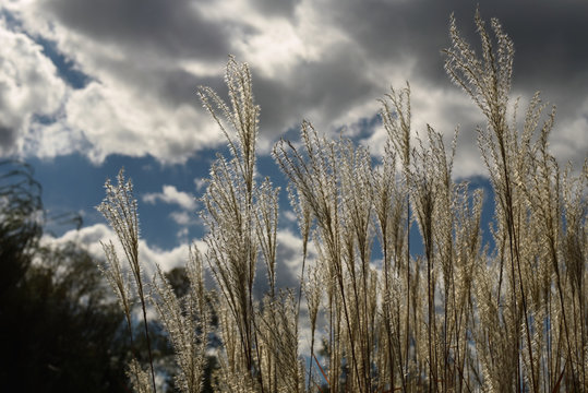 Fall Ornamental Grasses