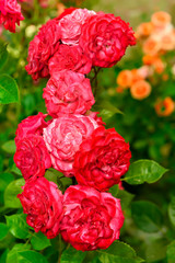 A lushly flowering branch with bright red roses in the dew drops after the rain. A natural beautiful view of the summer garden.

