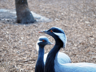 Gray crane. Portrait at close range