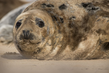Obraz premium common seal