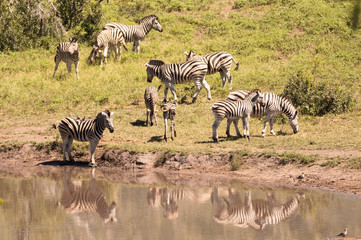 Fototapeta na wymiar Burchell’s zebra herd grazing peacefully at a waterhole 