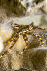 Banded Clinging Crab, Mithrax cinctimanus: