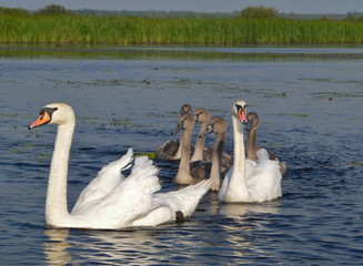 family of swans on the lake	