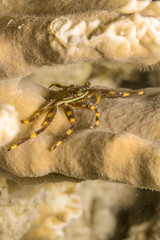 Banded Clinging Crab, Mithrax cinctimanus: