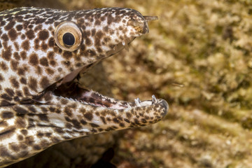 Naklejka premium spotted moray; Gymnothorax isingteena