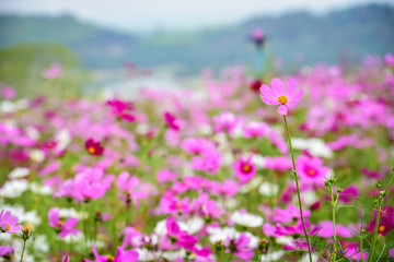 Cosmos Flower field with sky,spring season flowers