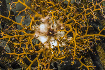 Basket stars at night