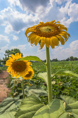 sunflower field in the field.