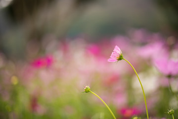 Beautiful cosmos flowers in garden for background. Selective and soft focus blurry