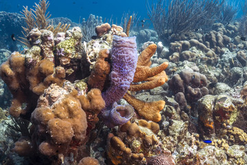 Naklejka na ściany i meble coral reef with sponge