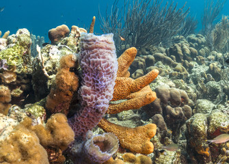 coral reef with sponge